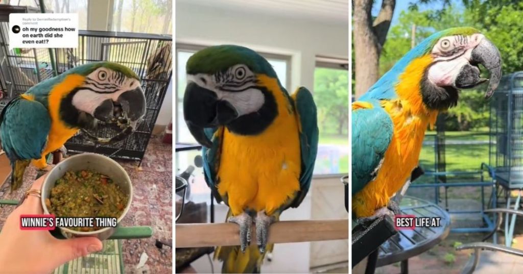 Whinny the parrot