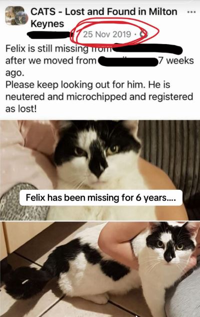 Losing A Beloved Pet Can Be Heartbreaking, But When This Cat Was Found ...