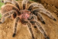 The Rose Hair Tarantula Is As Pretty As It Is Scary, But For Spider Lovers It Makes A Wonderful Pet That Can Live Around 20 Years