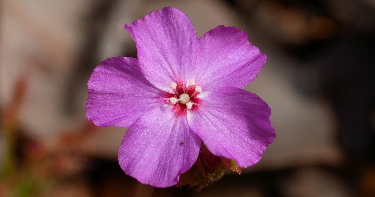 This Innocent Looking Flower Is Actually A Rare, Meat Eating Plant And Its Conservation Has Received A Welcome Boost As It Has Popped Up Somewhere Quite Unexpected The pink flower of the Drosera silvicola.