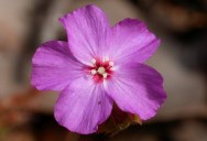 This Innocent-Looking Flower Is Actually A Rare, Meat-Eating Plant – And Its Conservation Has Received A Welcome Boost As It Has Popped Up Somewhere Quite Unexpected