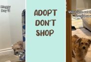 Adopting A Dog That Has Been Mistreated Takes A Little Extra Work, But As This Adorable Pup Shows, It Is Worth It In The End