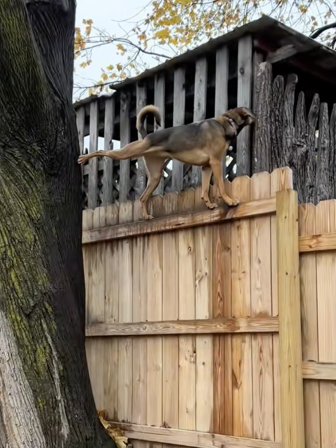 Check out this PSA from my mom. Dogs are so good at climbing things that some people think the video is AI. dog climbing on fence