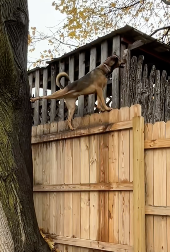 Check out this PSA from my mom. Dogs are so good at climbing things that some people think the video is AI. dog climbing on fence