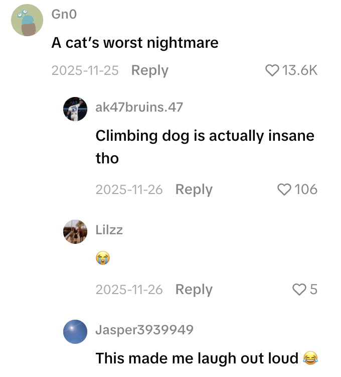 Check out this PSA from my mom. Dogs are so good at climbing things that some people think the video is AI. Screenshot 2026 02 13 at 12.21.13 PM Check out this PSA from my mom. Dogs are so good at climbing things that some people think the video is AI.