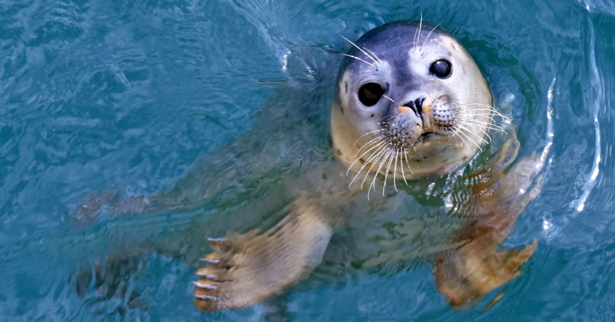 Seal swimming