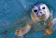Seals Are Fun And Playful Creatures, And One Of Their Cutest Behaviors Involves Slapping Their Belly, Which Has Been Shown To Be An Important Form Of Communication