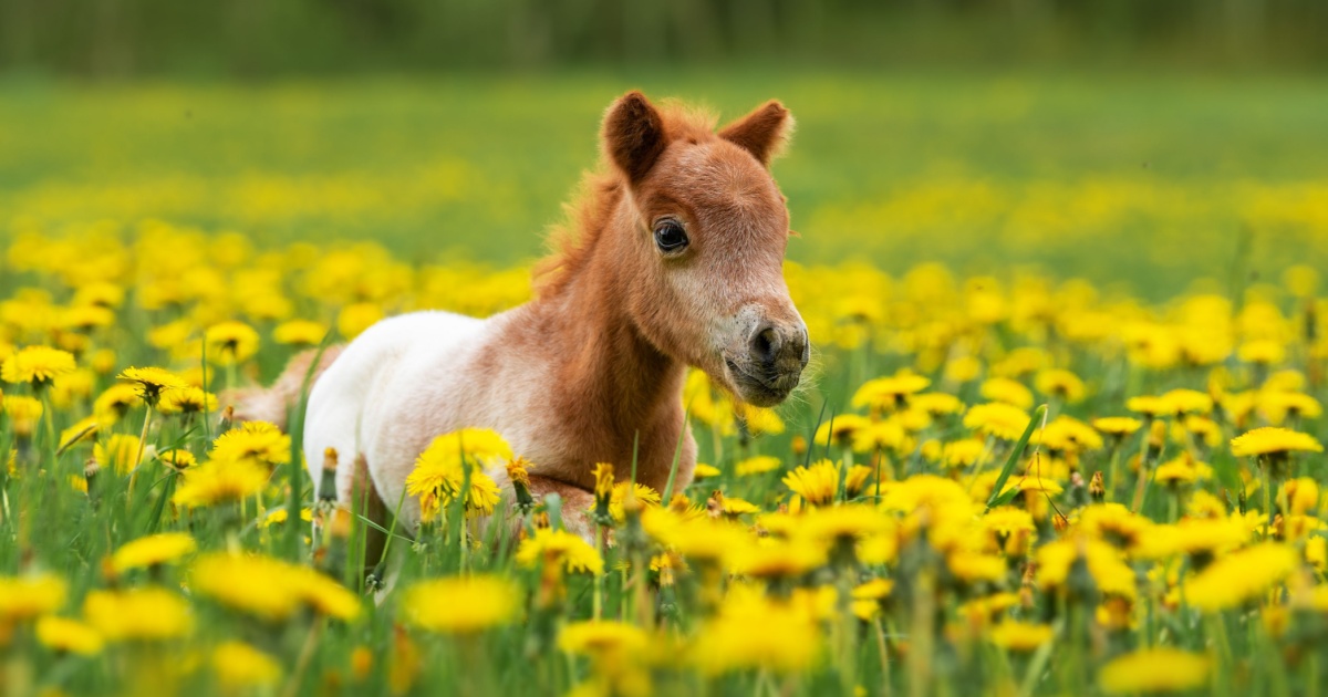 The Worlds Shortest Living Horse Is Downright Tiny, But It Lives Its Life Helping Others And Loving The Attention It Gets Young Shetland Pony