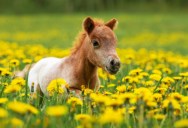 The World’s Shortest Living Horse Is Downright Tiny, But It Lives Its Life Helping Others And Loving The Attention It Gets