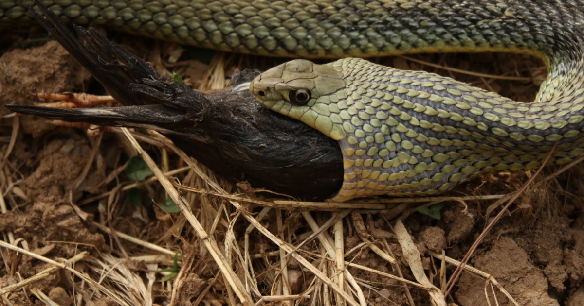 Snake eating bird