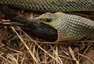 Some Species Of Snake Can Go A Year Or More Between Meals, And Now Scientists Wonder If They Actually Feel Hunger At All
