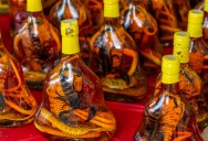 Snake Oil Has Become A Term Meaning A Scam Treatment That Doesn’t Work, But Interestingly, The Original Snake Oil Likely Had Significant Benefits