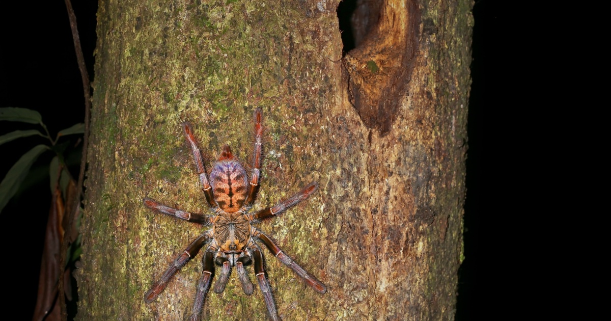 Spider Enthusiasts Love Them, Those With Arachnophobia Fear Them. The Malaysian Earth Tiger Tarantula Is One Of The Largest On The Planet Malaysian earthtiger tarantula