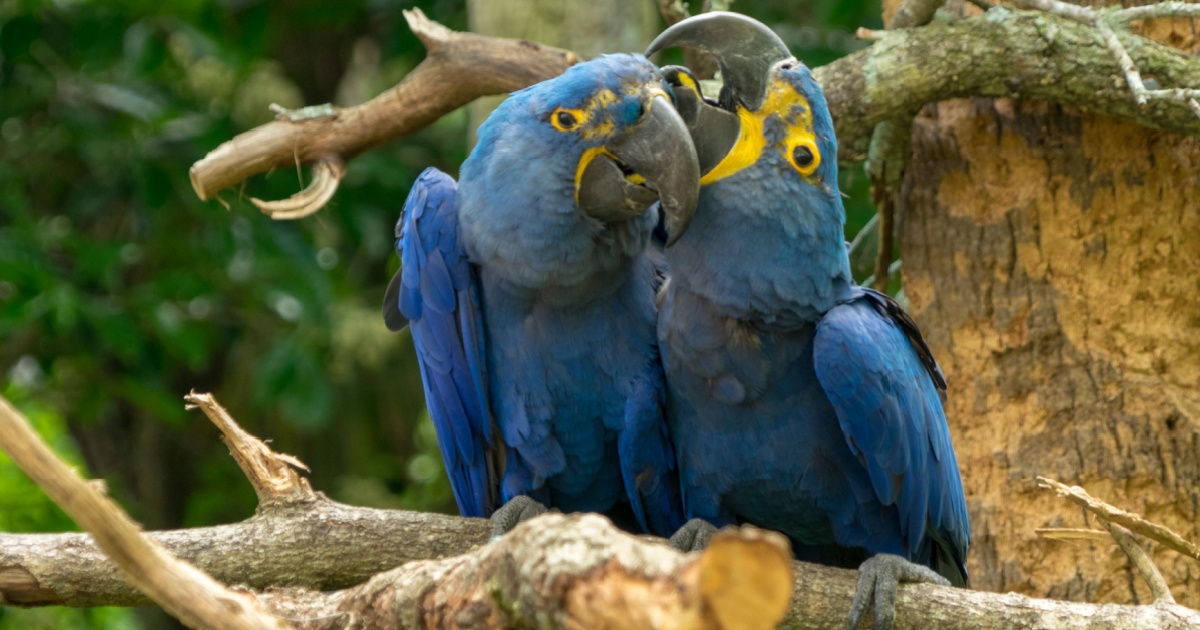 Spix's Macaw
