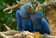 Virus Has Been Detected In 1 Of The Spix Macaws That Are Part Of A Critical Program To Bring The Bird Back From Extinction