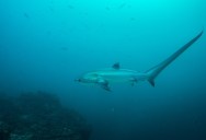 This Shark Is A Formidable Hunter, With Extreme Adaptations To Help It Stun Its Prey In An Instant – But Humans Needn’t Be Afraid