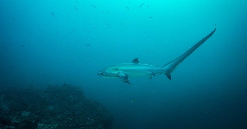 A Thresher Shark under the ocean