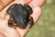 Mysterious Event Where Thousands Of Toads Exploded May Have An Explanation In A Very Intelligent Bird