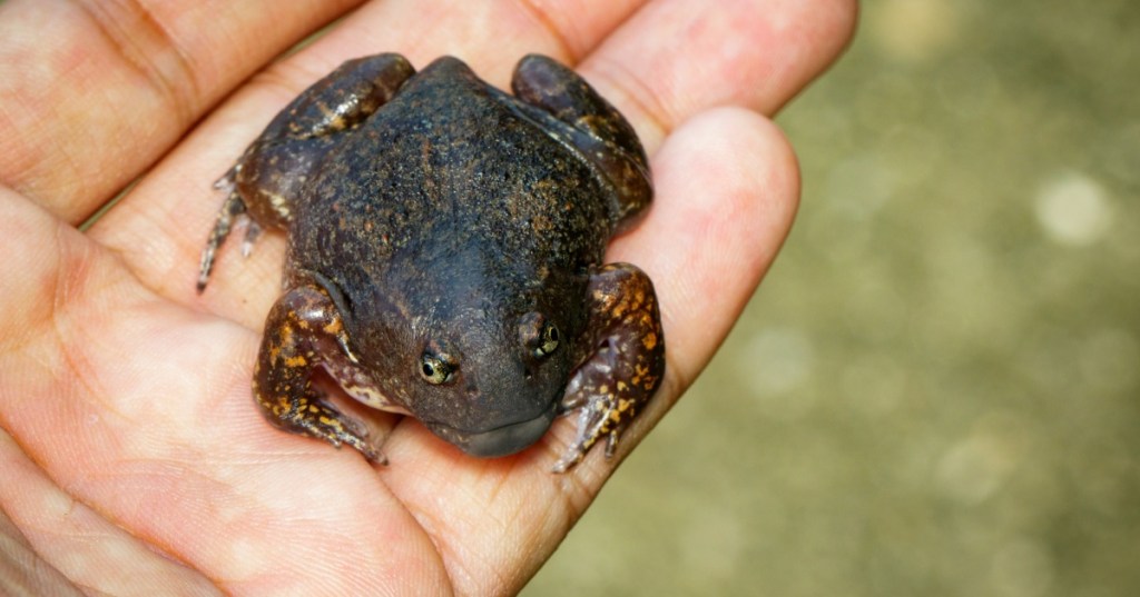 Holding a toad