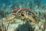 Turtles Can Build A Map Based On Magnetism From The Earth, Which Helps Them To Navigate Throughout Their Lives