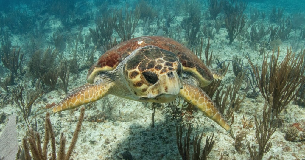Turtle swimming