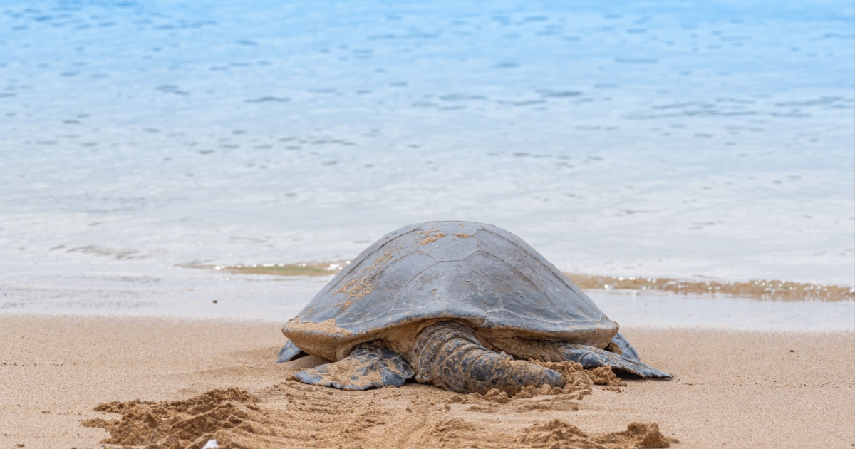 New study uses advanced machine learning to uncover how ancient species left the ocean and returned millions of years later Turtle 632788 New study uses advanced machine learning to uncover how ancient species left the ocean and returned millions of years later