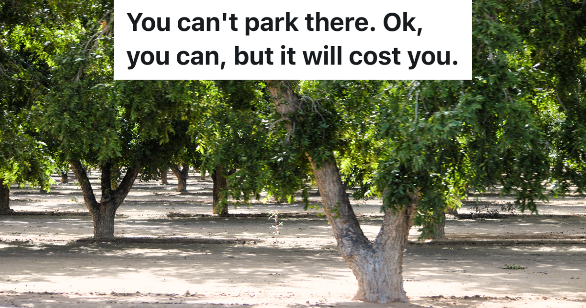 pecan trees in a pecan grove