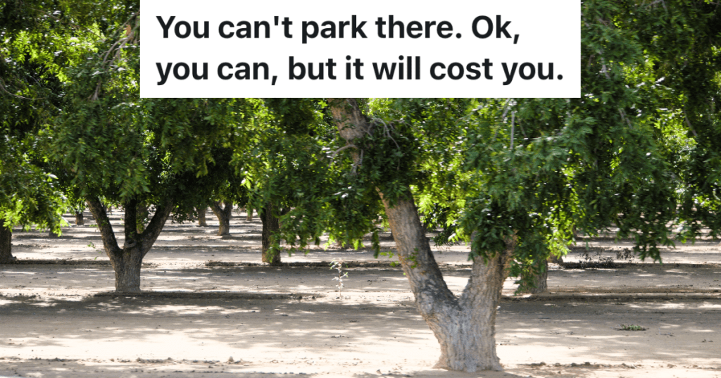 pecan trees in a pecan grove
