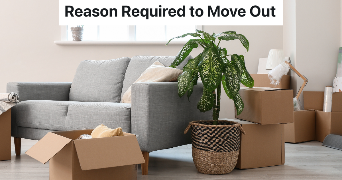moving boxes, plant and couch