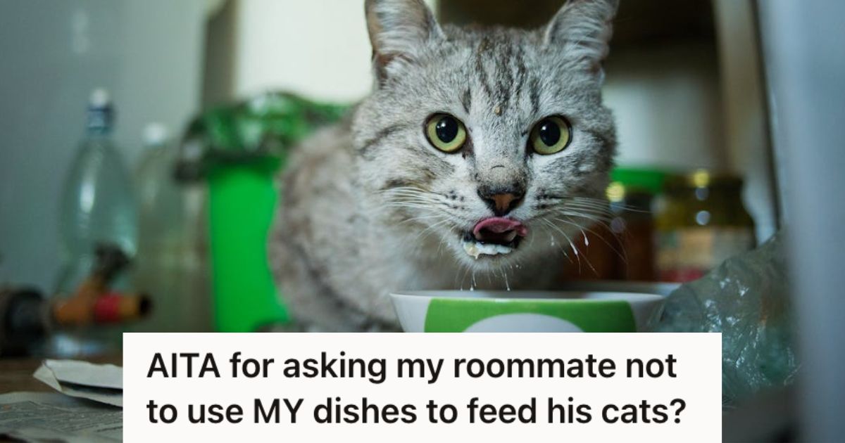 Cat eating food in a bowl