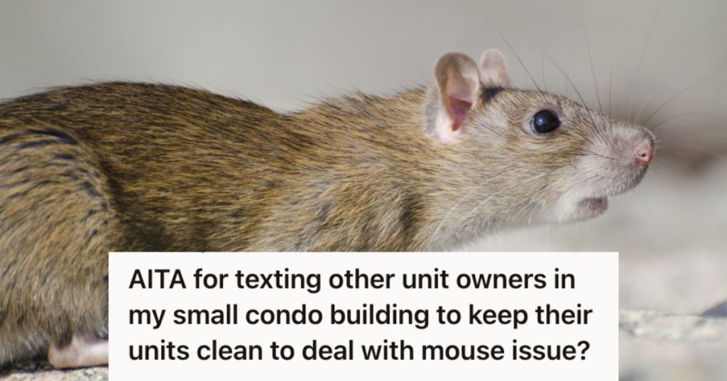 Big rat with black eyes