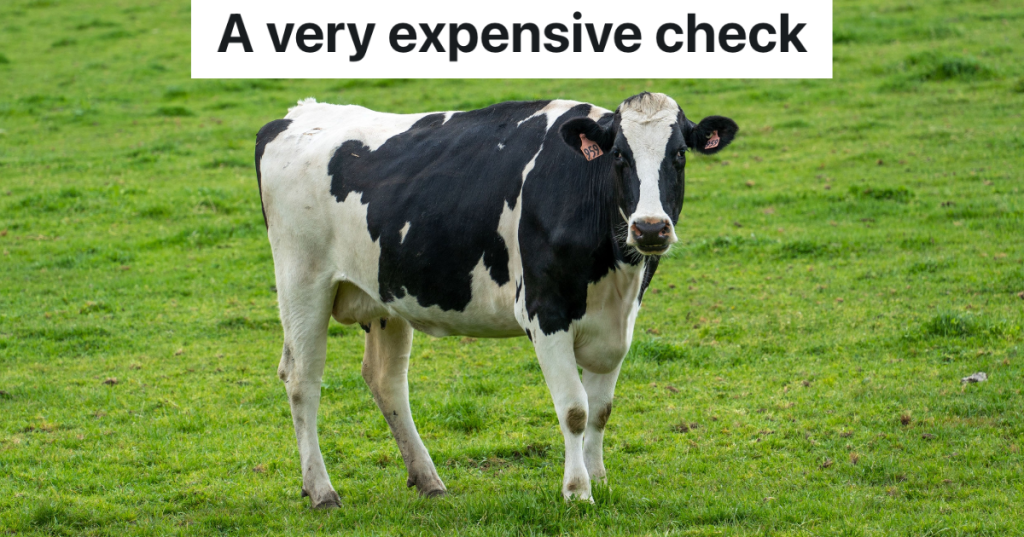 black and white cow standing in green grass