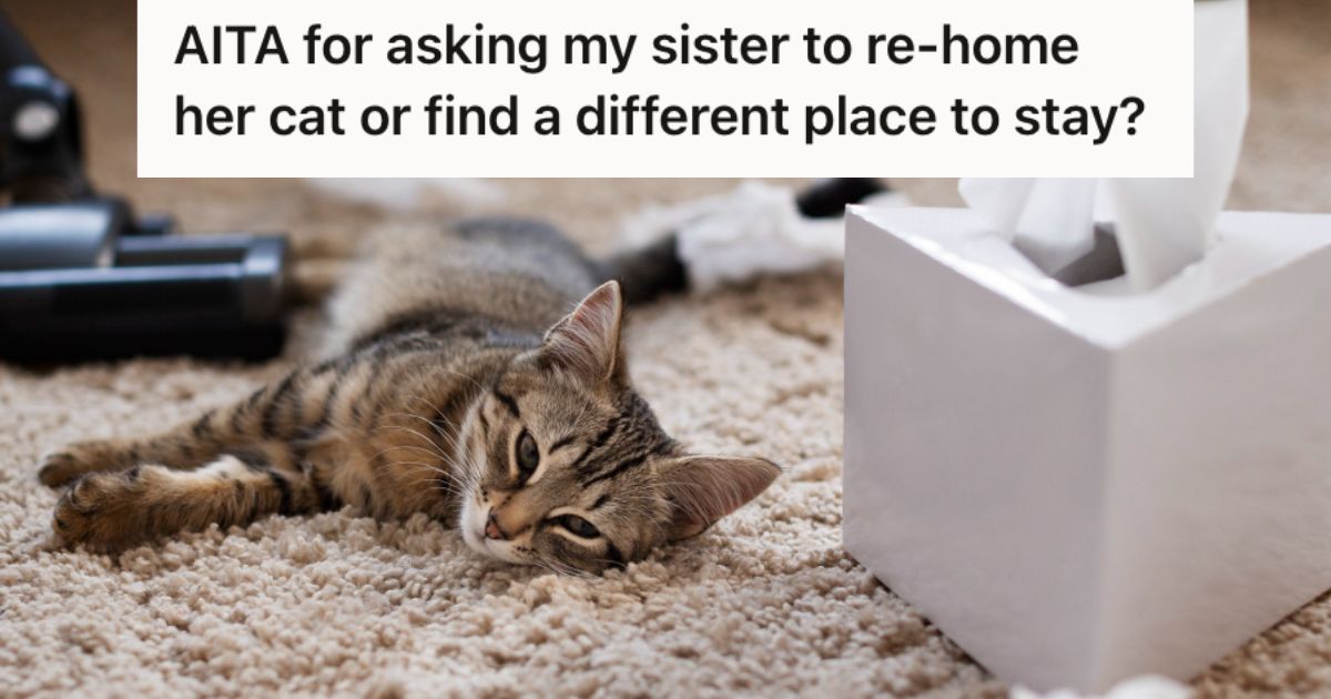 Cat lying on a messy carpet 