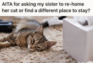 Woman Let Her Sister Move In With Her Cat After A Bad Breakup, But She Told Her The Cat Had To Go After Damaging The Basement And Soiling The Carpet