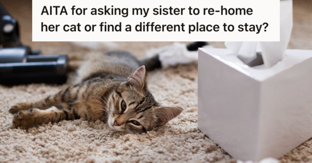 Cat lying on a messy carpet