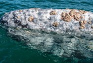 Why Are Whales And Turtles Often Covered With Barnacles, And Do The Barnacles Hurt Their Hosts?