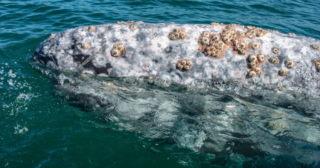 Whale with barnacles