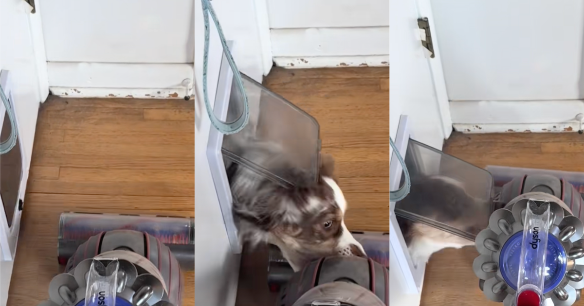 dog attacking a vacuum