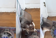 A Dog Had A Hilarious Reaction When Her Owner Vacuumed The House