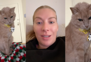 ‘Don’t worry, I’m bringing snacks for the car ride home.’ – A Cat Wasn’t Happy When His Owner Wouldn’t Feed Him Before A Medical Procedure