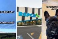 The RSPCA Wants To Lay To Rest The Myth That You Can’t Adopt Fancy Dogs Or Other Specific Types Of Dogs