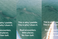 ‘Real encounters. Wild places.’ – A Paddleboarder Had A Close Call With A Hammerhead Shark In Florida
