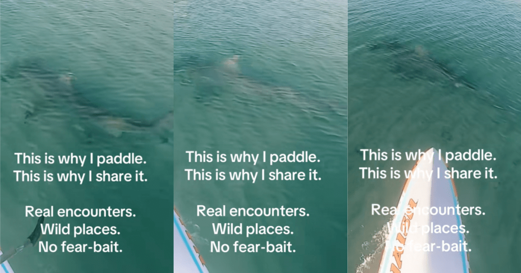 paddler encountering a shark