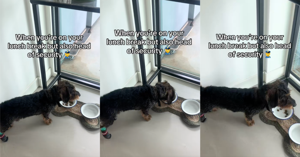 dog eating and barking