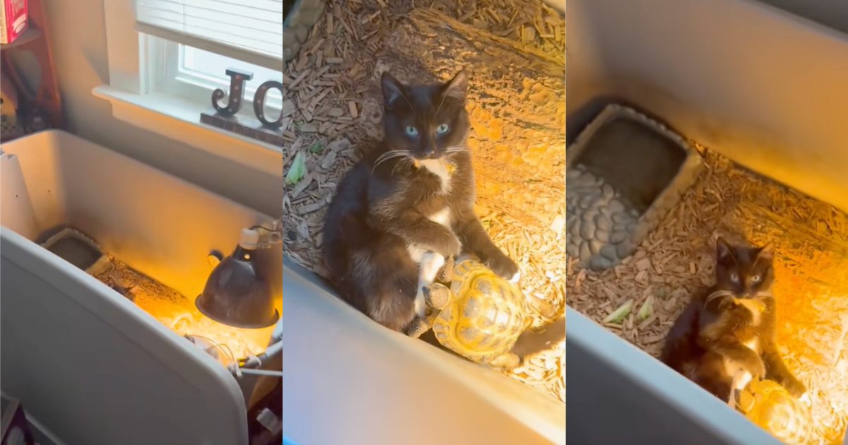 cat in a turtle tank