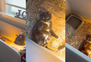 An Owner Found Her Cat Relaxing In A Very Unexpected Place