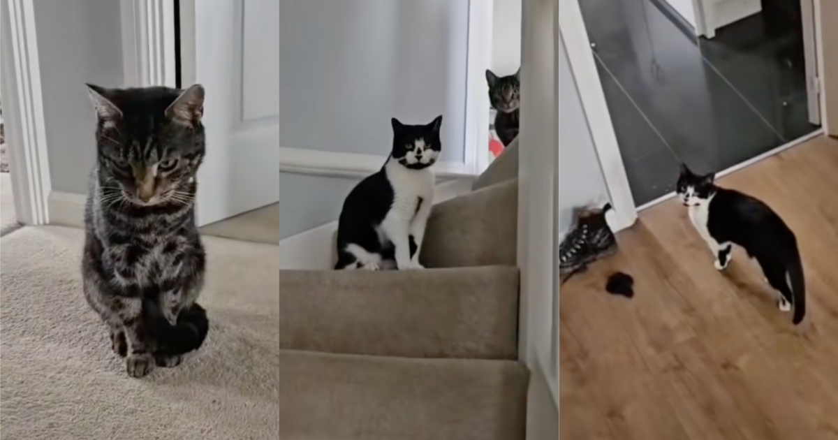 cats sitting on stairs