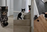 An Owner Returned Home And Realized Her Cat Had Snuck Another Kitty Into The House