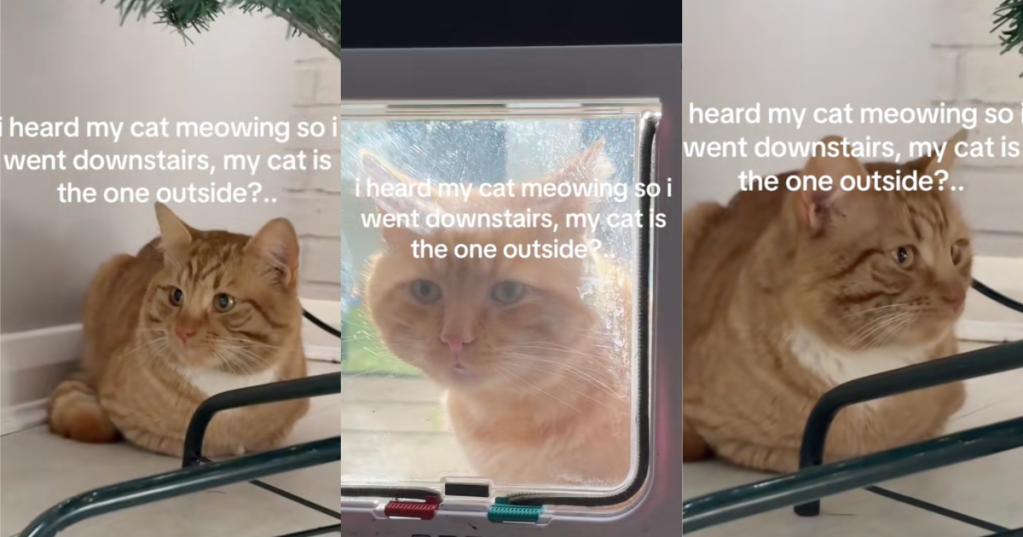cat in a house