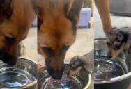 A Little Puppy Will Only Drink Water If Her Big Brother Does It, Too
